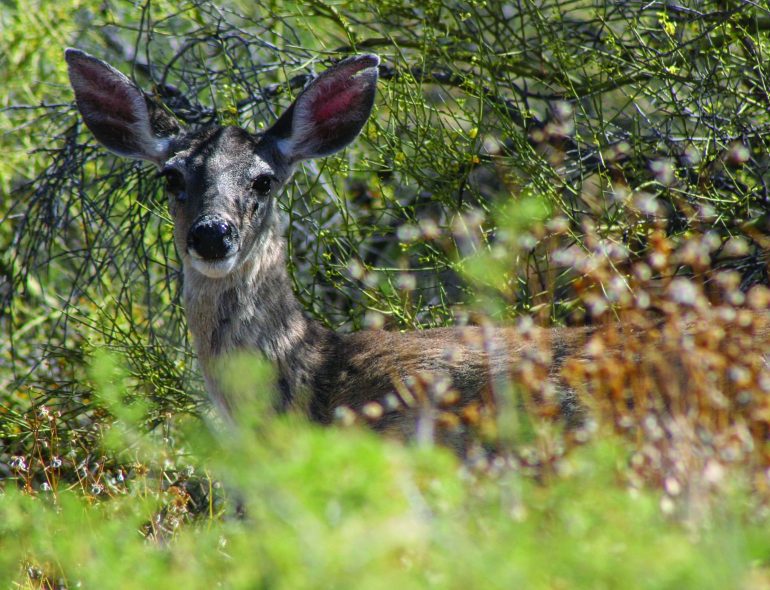 mule deer